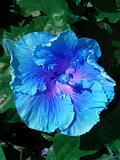 Blue Hibiscus Flower