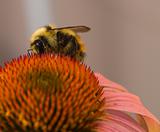 Bumblebee on a Cone Flower