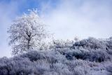Winter Oak Tree