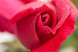 Beautiful Red Rose Macro with Dew Drops.