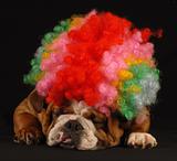 dog dressed up as a clown