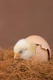 Hatched chick
