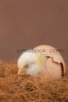 Hatched chick