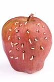 Maggots come out from rotten apple