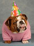 unhappy birthday dog