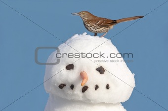 Brown Thrasher On A Snowman