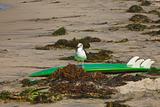Seagull on surfboard replacement.