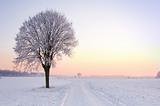 lone standing sunset winter tree

