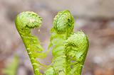 three young fern leaves