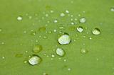 water drops on leaf surface