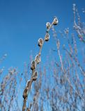 A pussy-willow branch