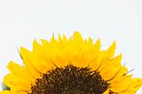detail of blooming sunflower on white background