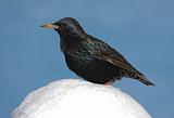 Starling In Snow
