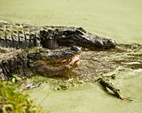 Alligators Feeding