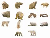 Polar Bears - Vector Animals Pack