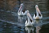 Pelicans trio