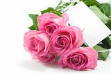 five pink roses with blank card