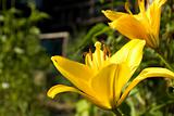 two yellow lilies
