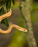 Snake hanging from a Tree
