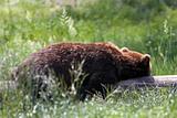 Resting Bear