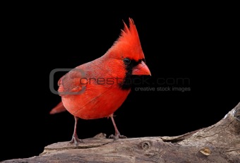 Northern Cardinal On A Log