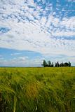 Wheat field in La Loire valley