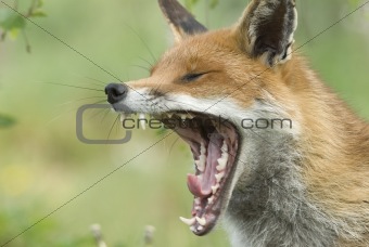 Fox Yawning