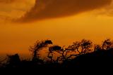 Yellow sunset with tree silhouettes
