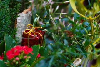 Christmas tiny red present in plant