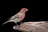House Finch On Black