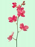 Pink Flowers with Light-Blue Background