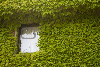 Window in Ivy