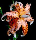 Tiger Lily Flower