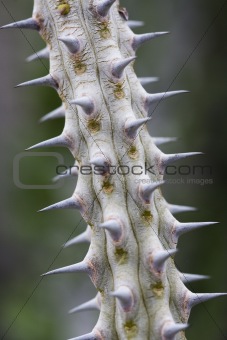 Cactus Vine
