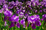 beautiful violet flowers field
