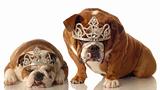 princess bulldogs