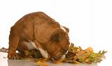 bulldog with autumn leaves