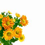 yellow chrysanthemum bouquet isolated on white