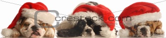 dogs dressed up as santa claus