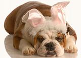 dog dressed up as easter bunny