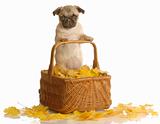 pug puppy in basket with autumn leaves