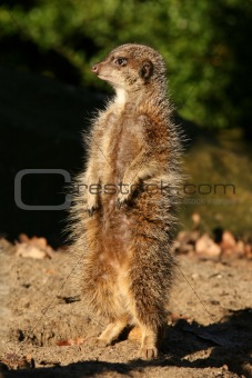 Meerkat standing upright