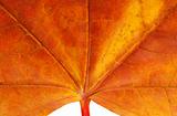colorful autumn maple leaf