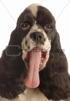 dog with long tongue sticking out