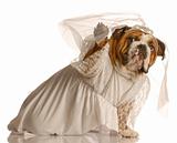 doggy bride