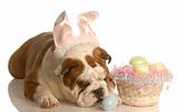 bulldog dressed up as easter bunny