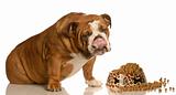 dog eating food