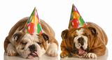 funny birthday dogs