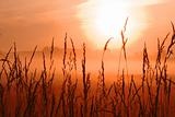 sunrise in a wheat field