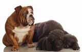 bulldog and standard poodle